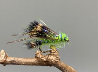 Straggle Lime Fritz Sedgehog X 3 (Barbed)