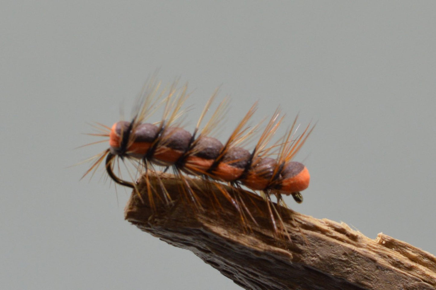 Brown Caterpillar (Barbed)