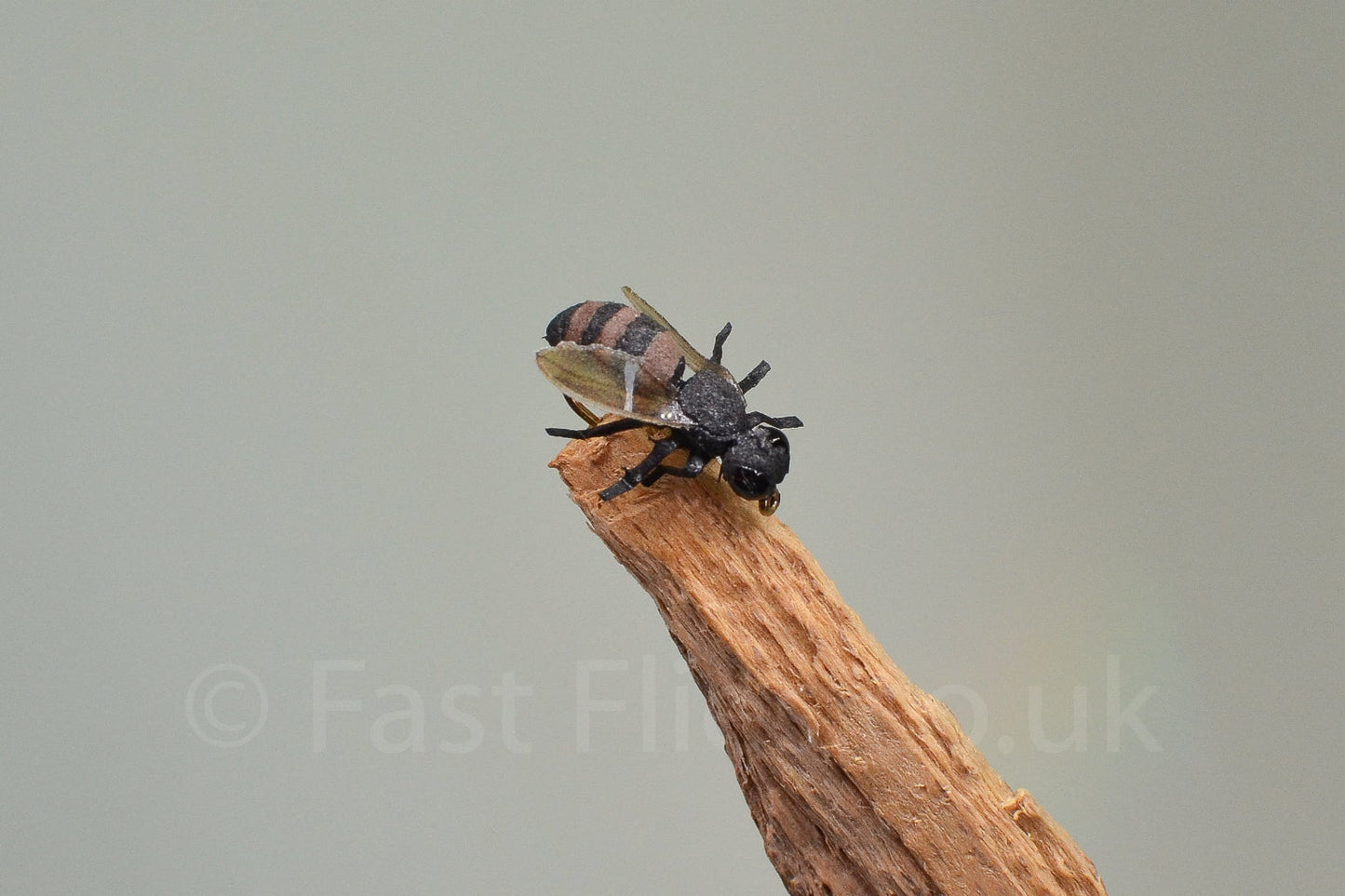 Honey Bee (Barbed)
