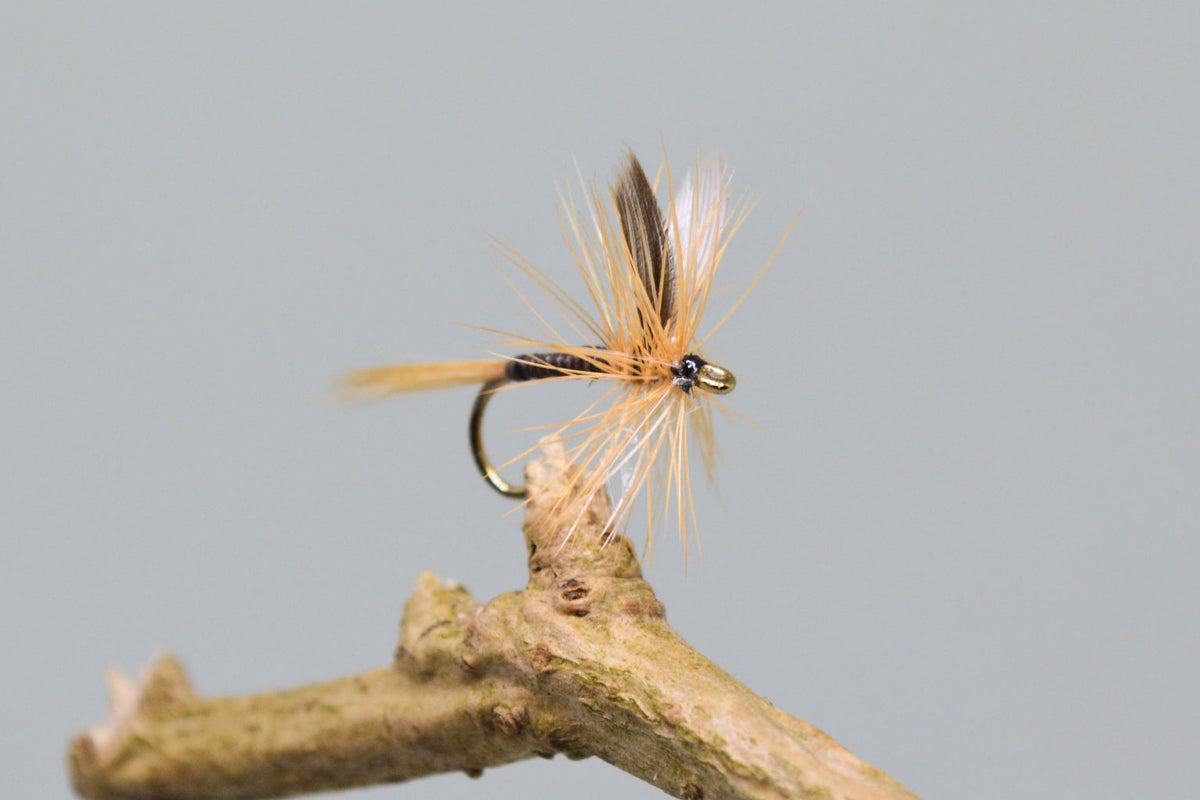 Ginger Quill X 3 (Barbed)
