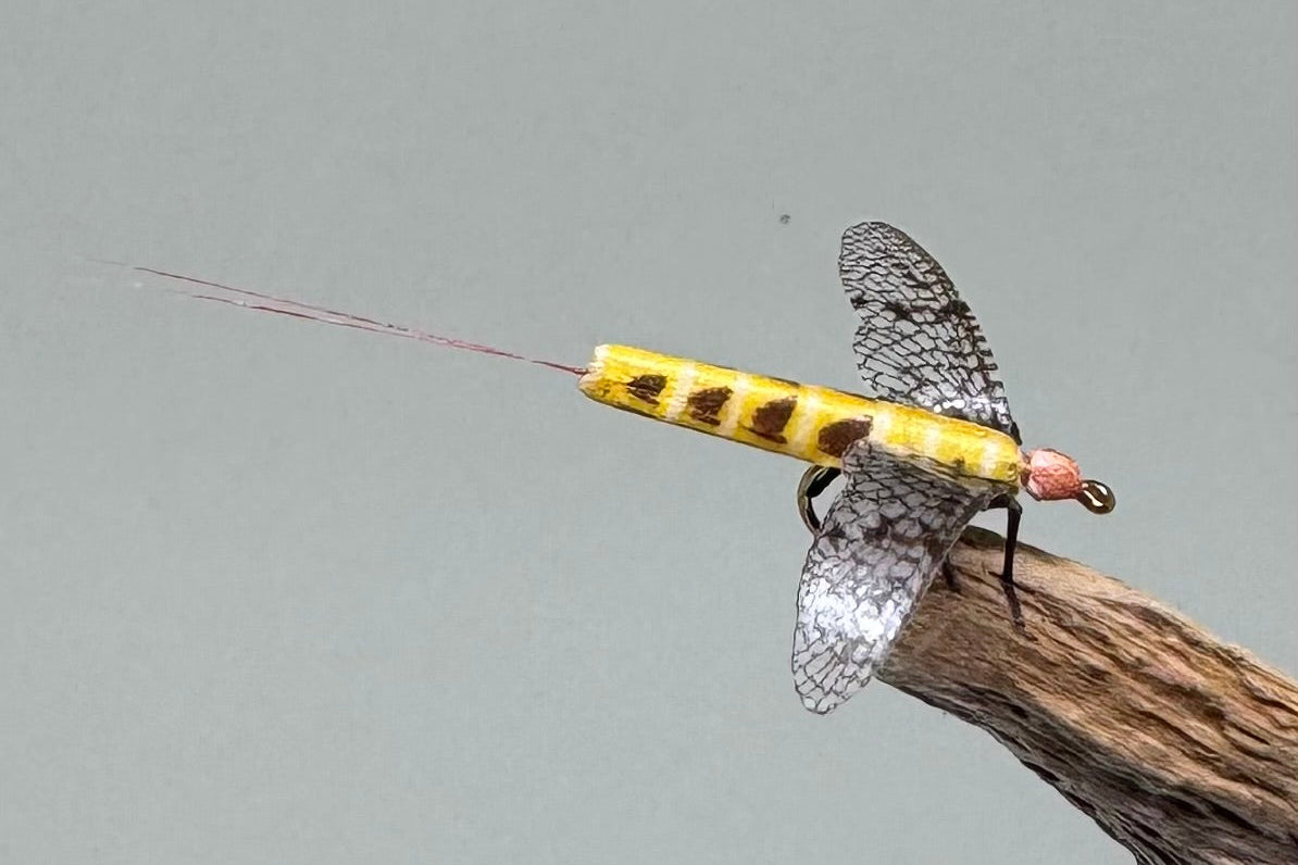 True May Fly Danica (Barbed)