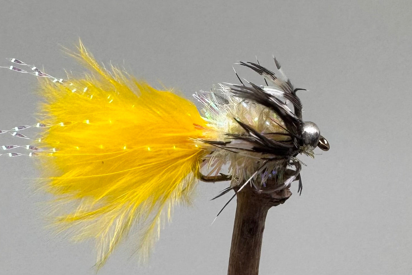 Yellow Loynton Guineas X 3 (barbed)